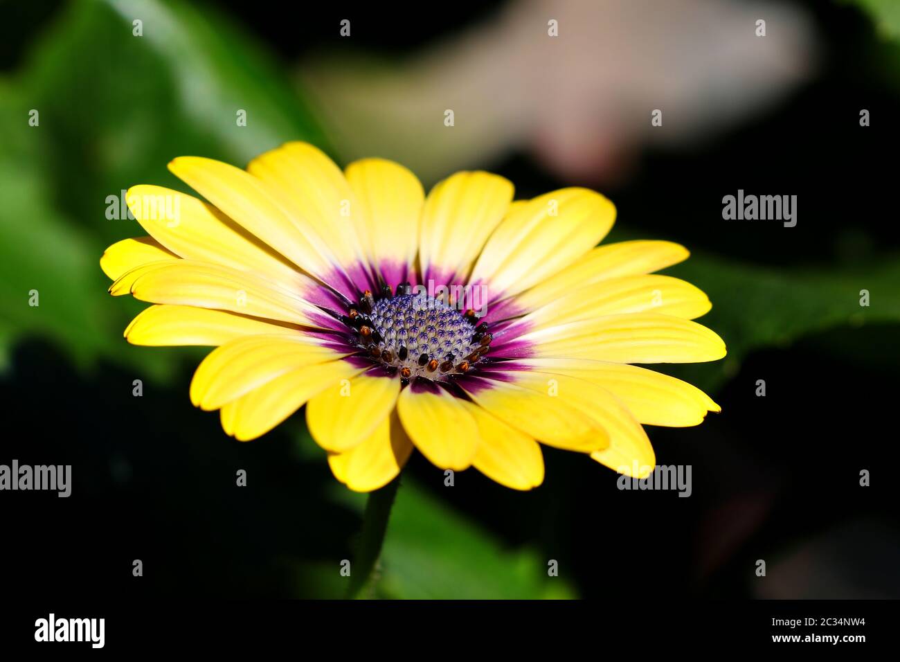 Purple center Osteospermum yellow daisy flower daisies Stock Photo - Alamy