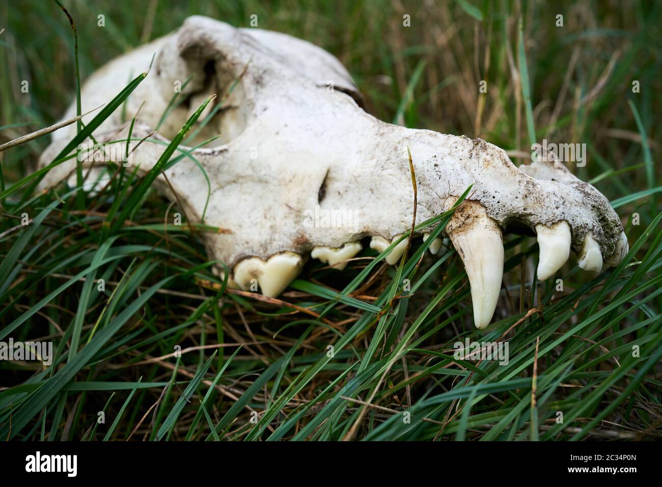 Remains of the skull of a wolf near the river Elbe near Magdeburg in Germany Stock Photo