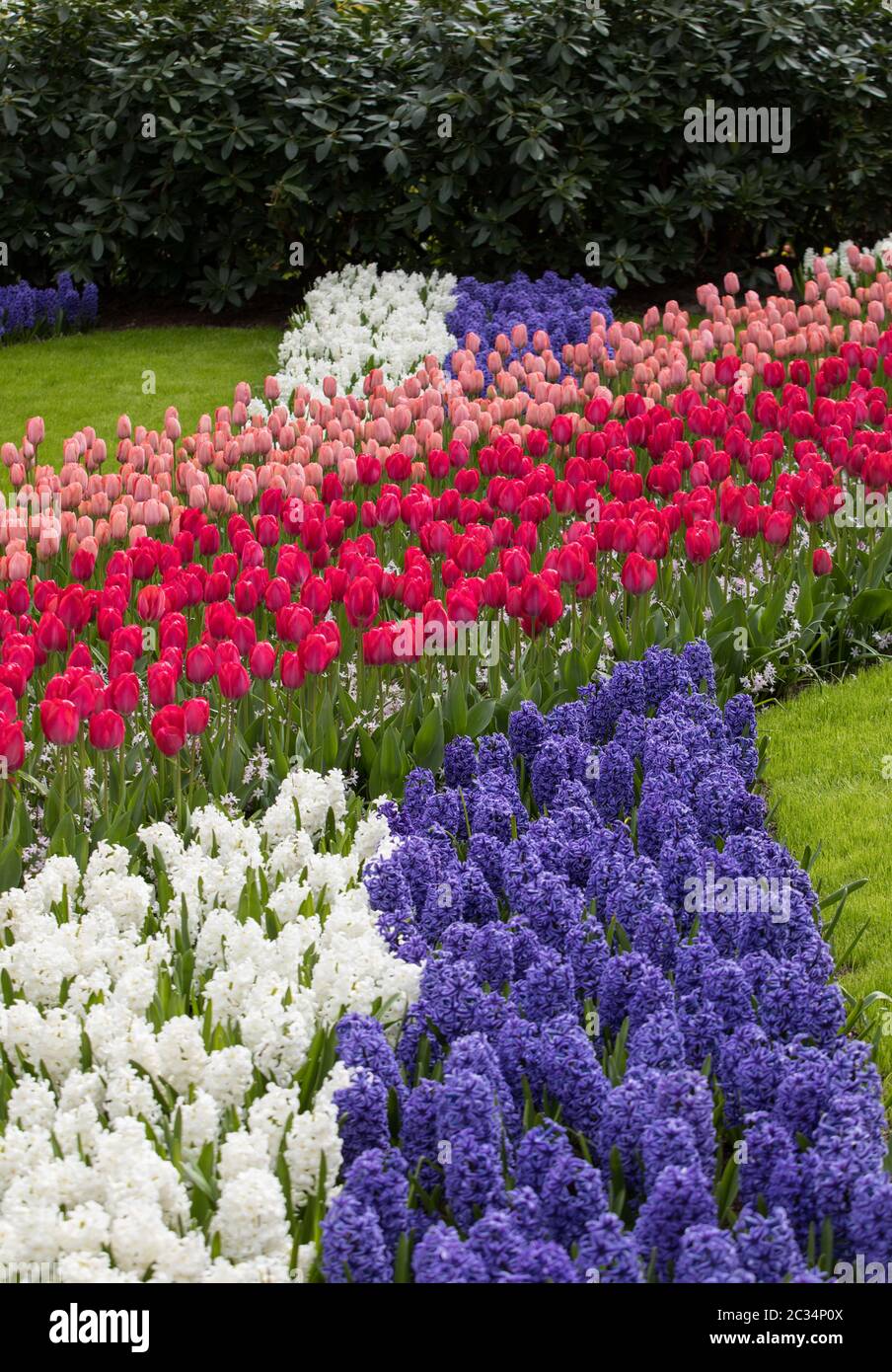 colorful tulips and hyacinths blooming in a garden Stock Photo - Alamy