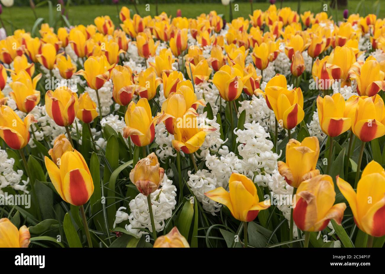 Yellowl tulips and white hyacinth blooming in a garden Stock Photo - Alamy
