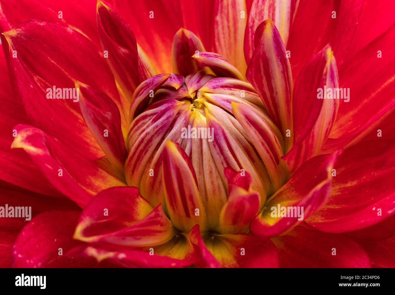 Red dahlia flower isolated on white background Stock Photo - Alamy