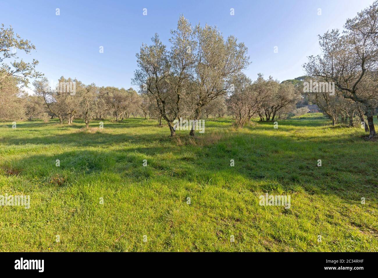 Historic Olive Trees in Saint Remy de Provaence Stock Photo Alamy
