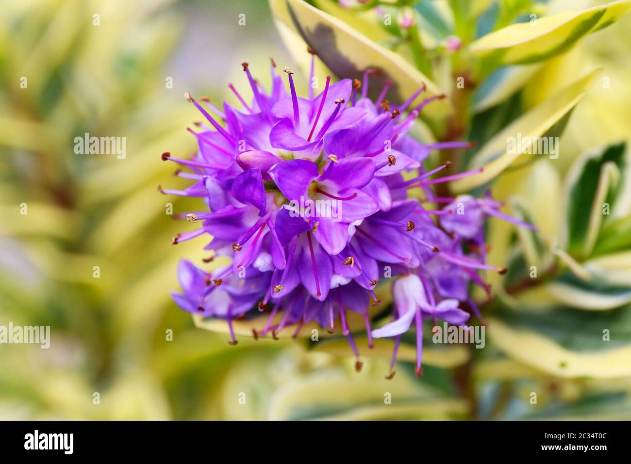 purple flower of hebe variegate Waireka evergreen plant Shrubs Stock Photo