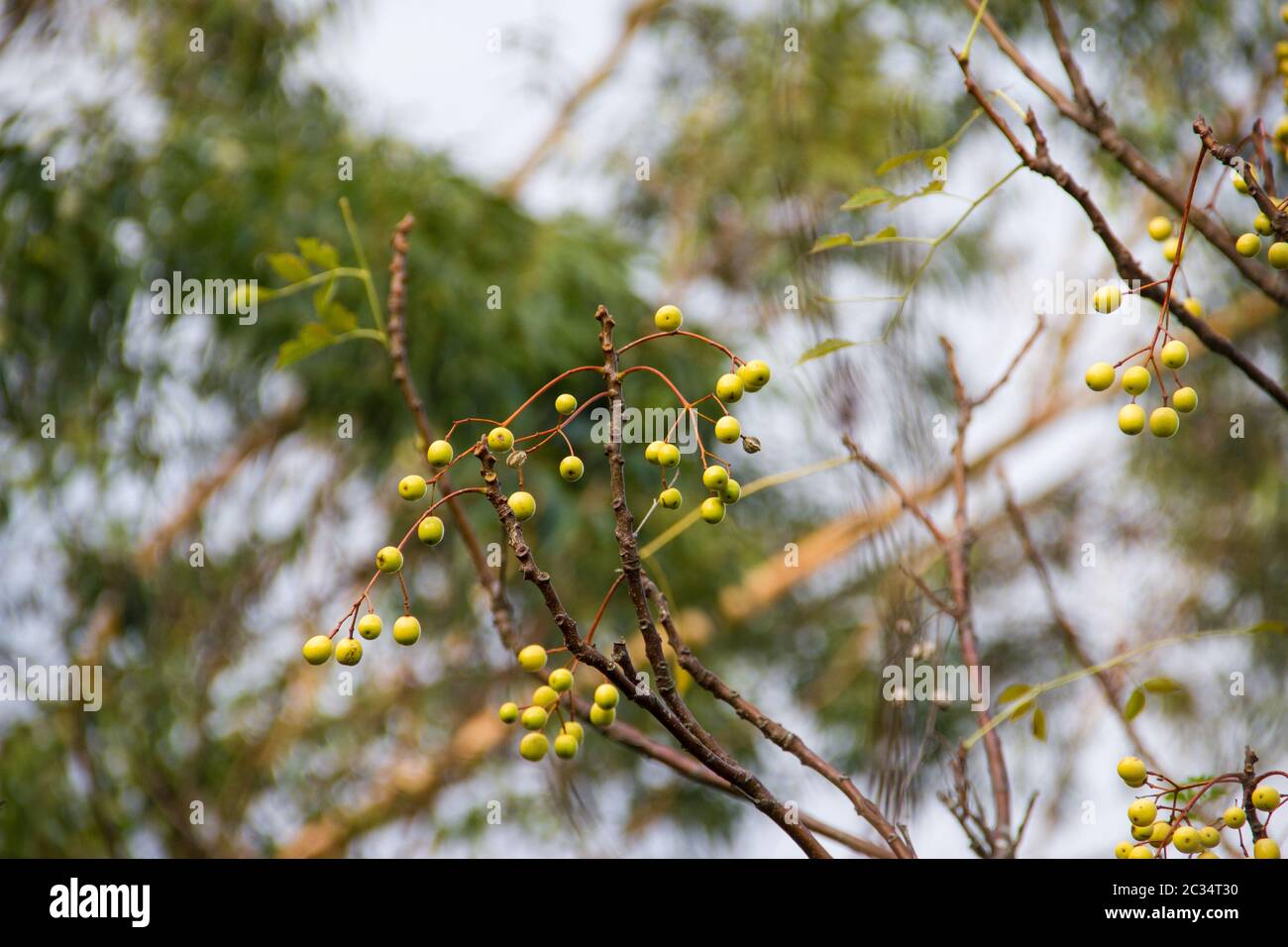 fruit of the cinnamon tree in the summer Stock Photo Alamy