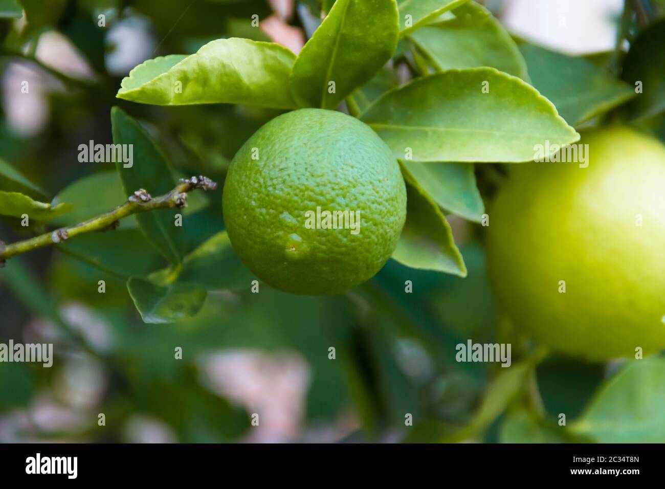 Growing green lemons in the organic garden Stock Photo Alamy