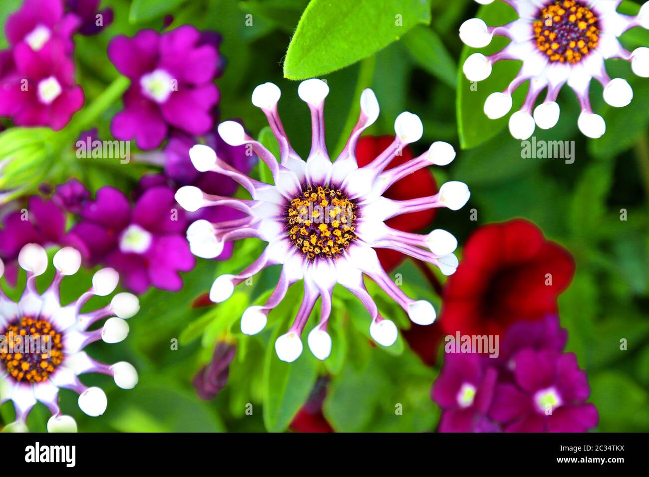 Osteospermum white spoon flower Stock Photo