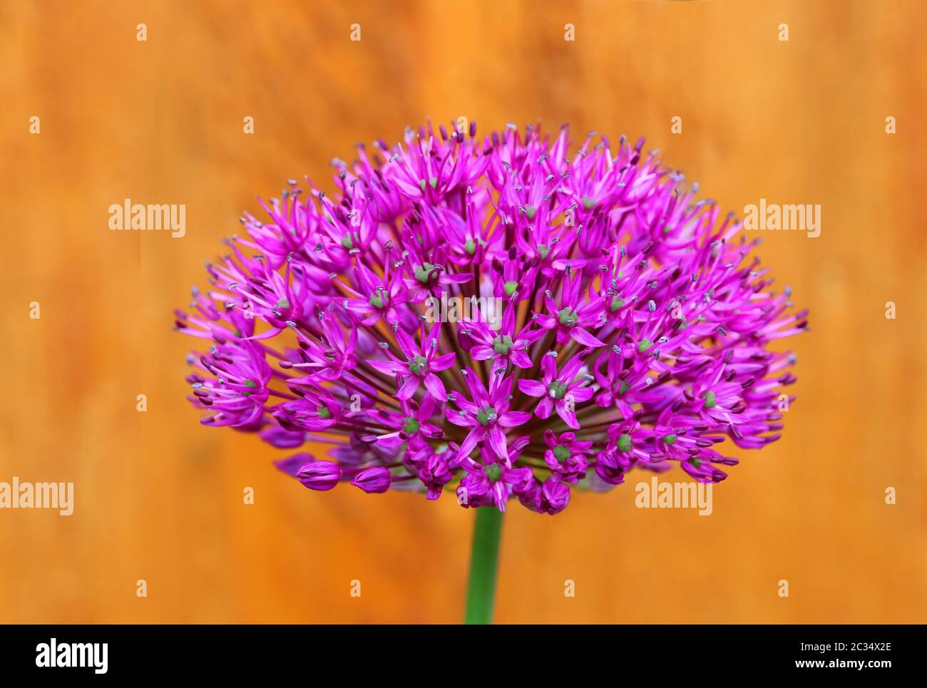 Flower Purple ball flower Allium giganteum Giant Onion Stock Photo Alamy