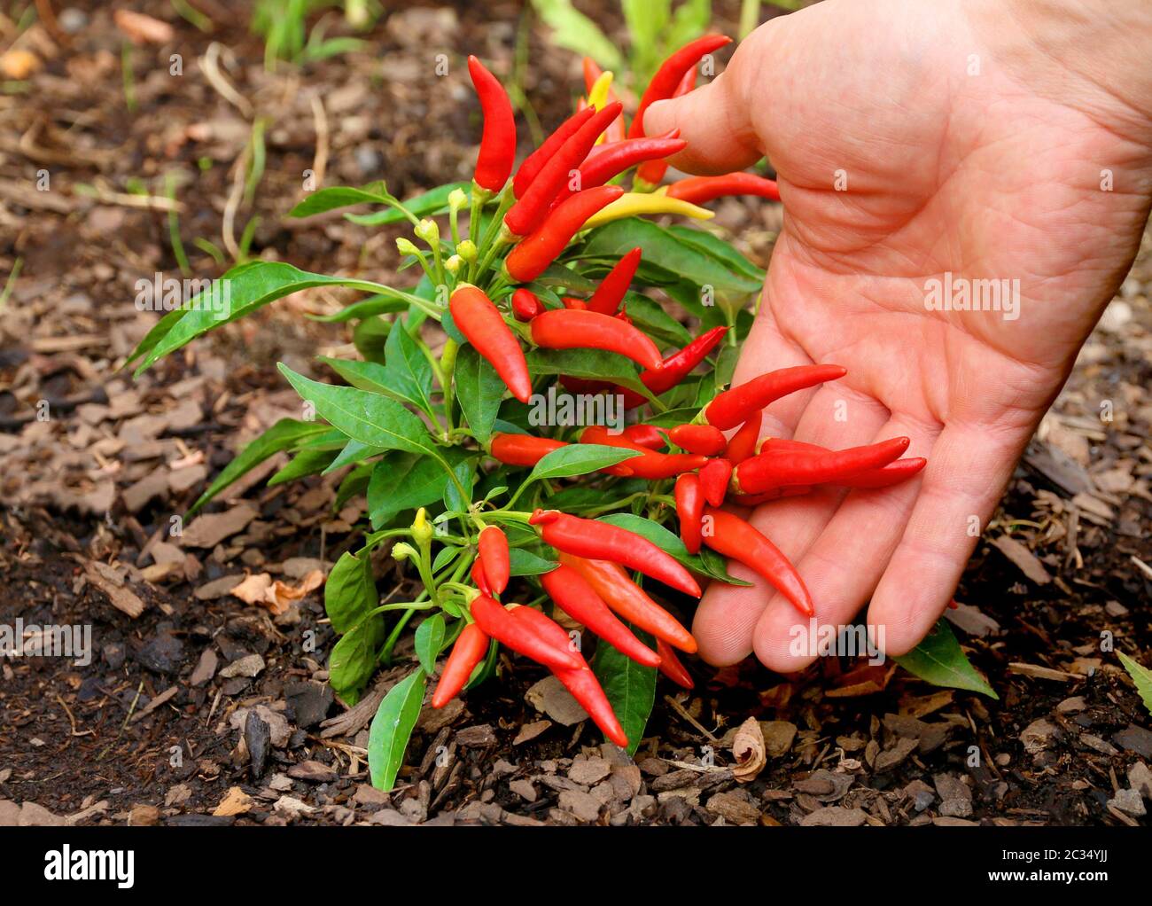 Fresh red growing pepper chili plant in soil Stock Photo Alamy