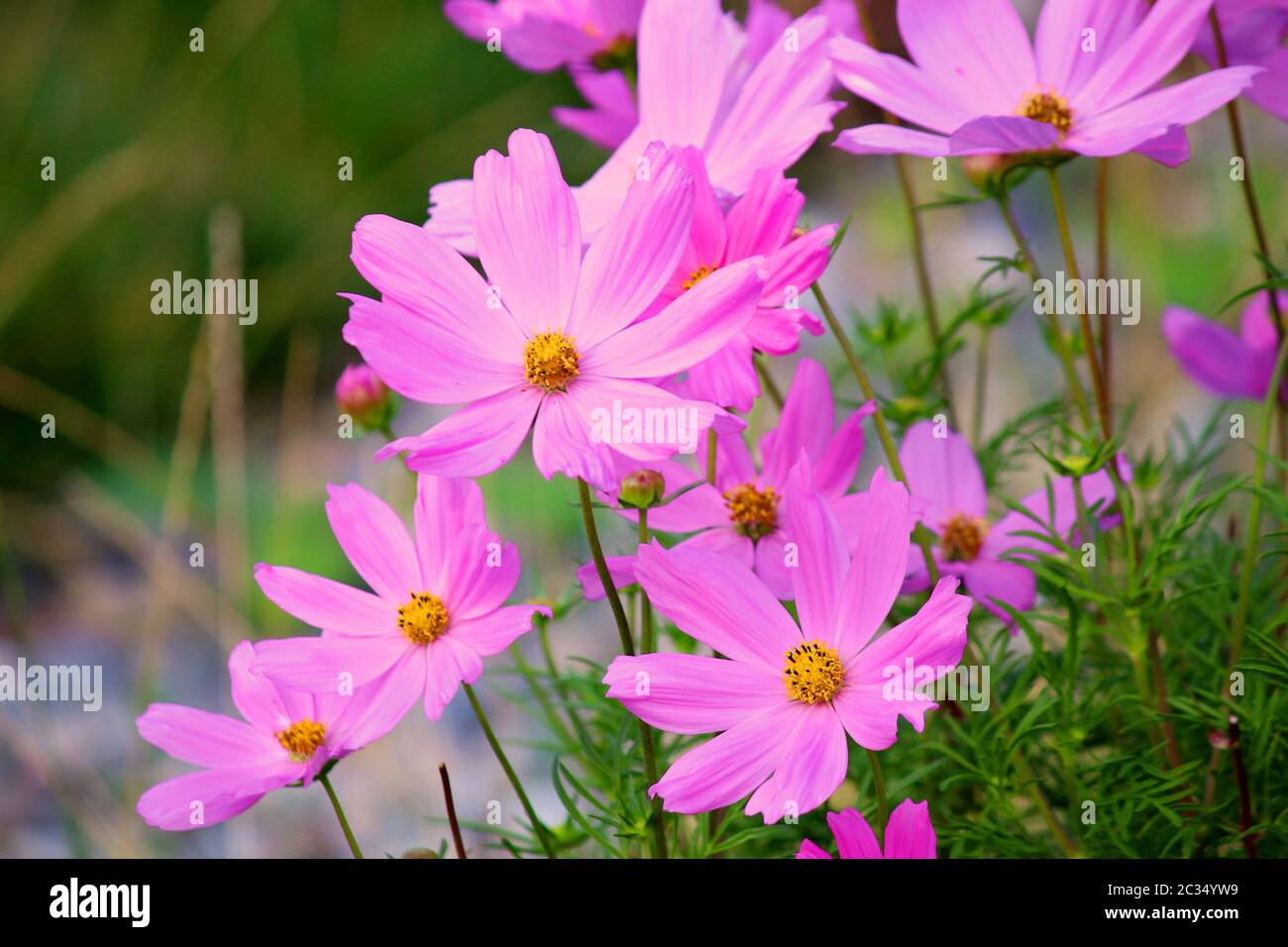 Cosmos bipinnatus sonata pink hi-res stock photography and images - Alamy