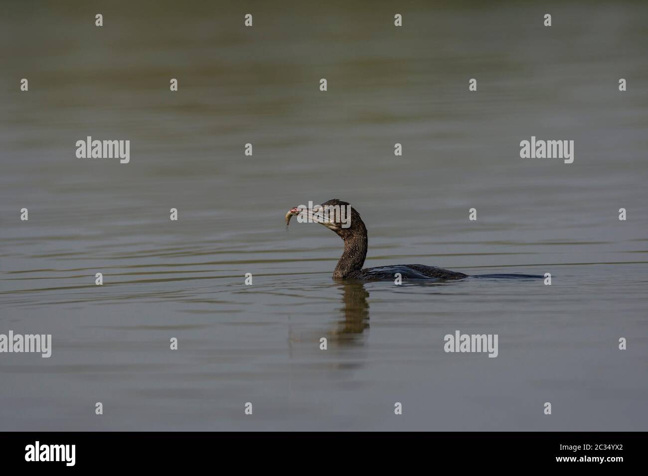 Little Cormorant (Microcarbo niger) With A Fish. Stock Photo