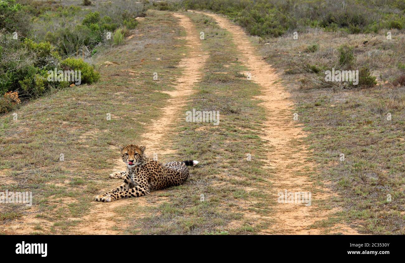the wild animals of South Africa Stock Photo - Alamy