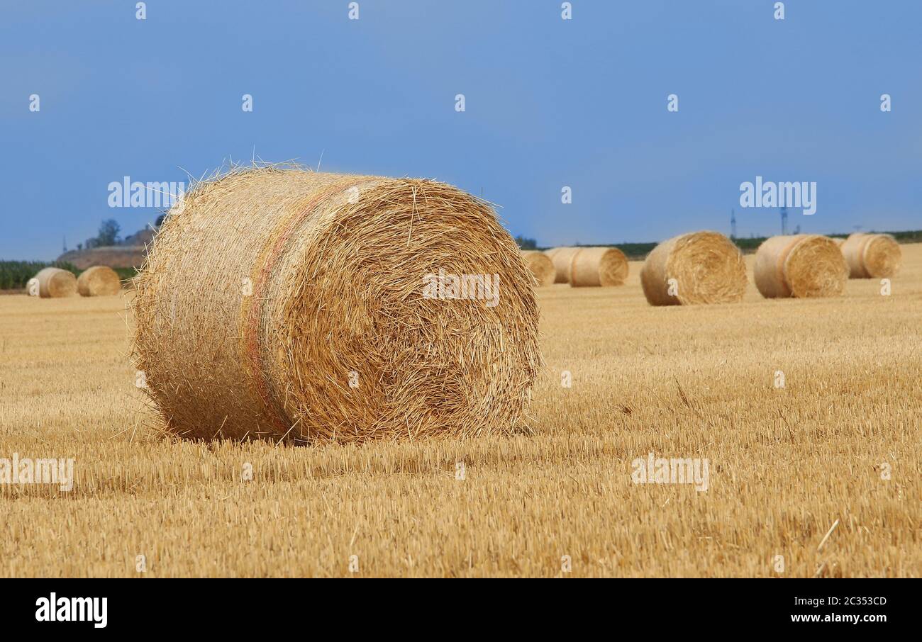 Field with straw bales after harvest in country side Stock Photo - Alamy