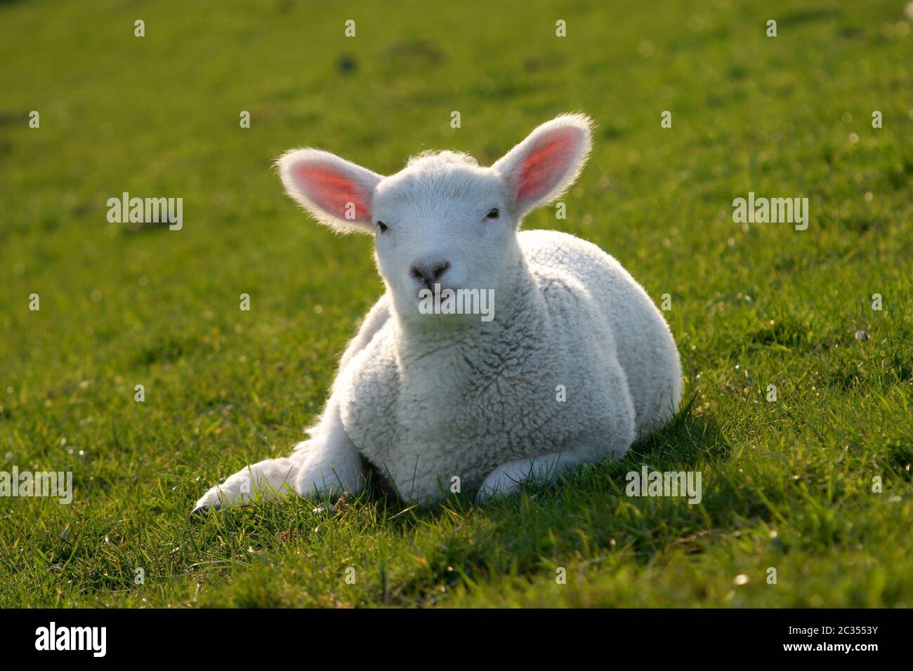 Baby sheep relaxing the early spring sun Stock Photo