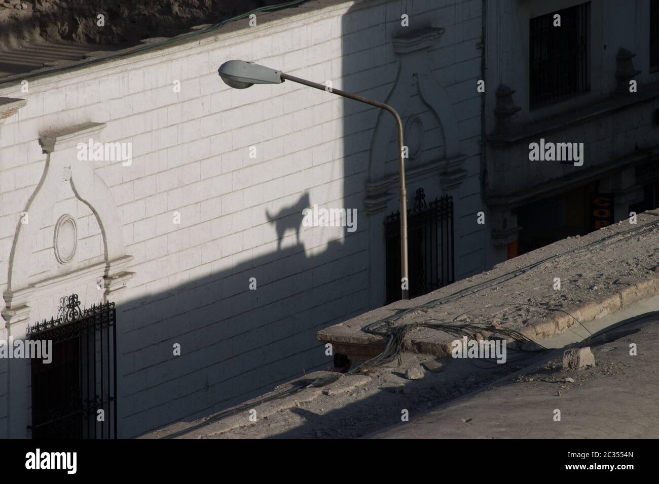Barking dog´s shadow Stock Photo