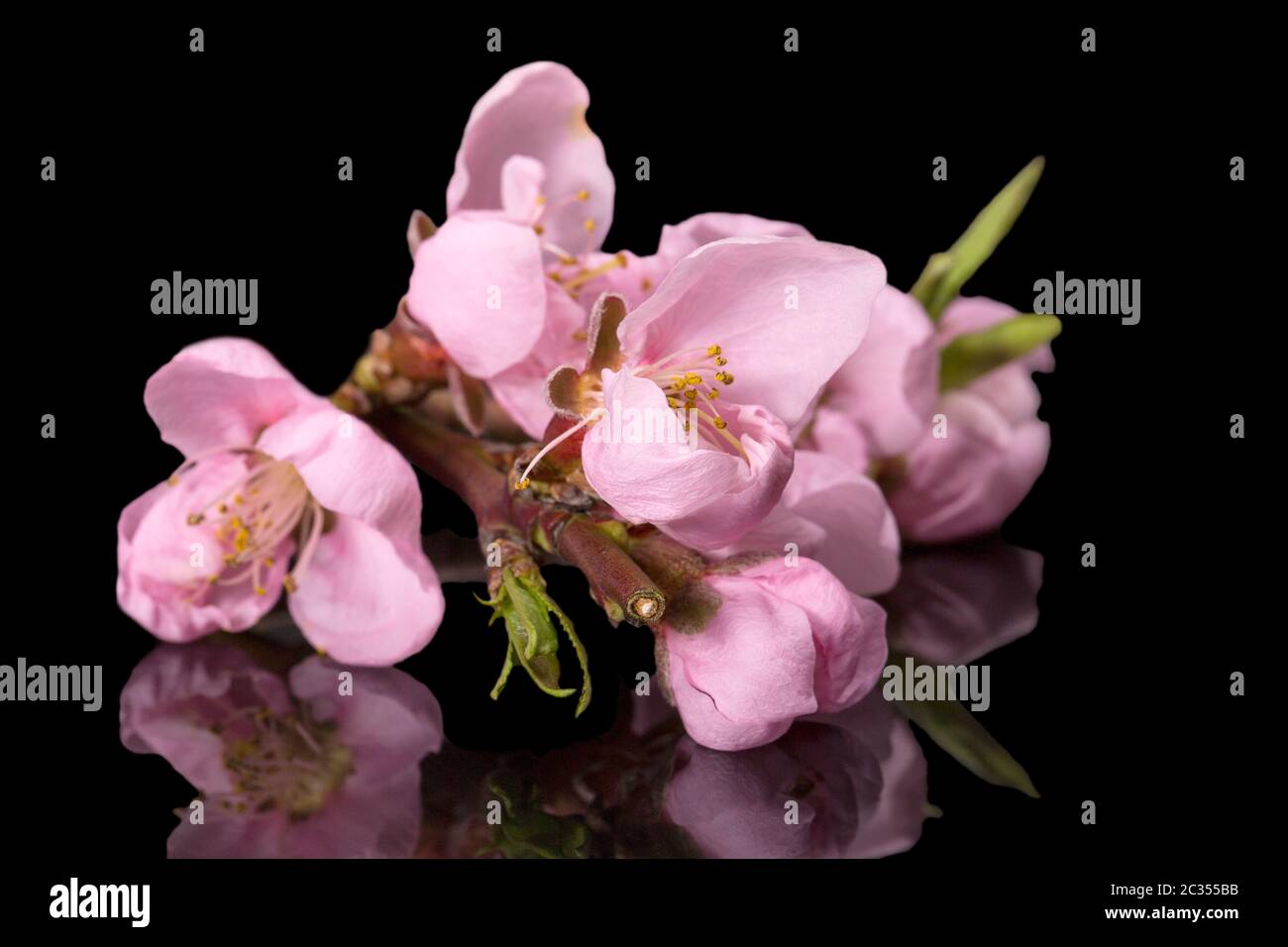 Twig with flowers of blooming flowering peach tree at spring isolated ...