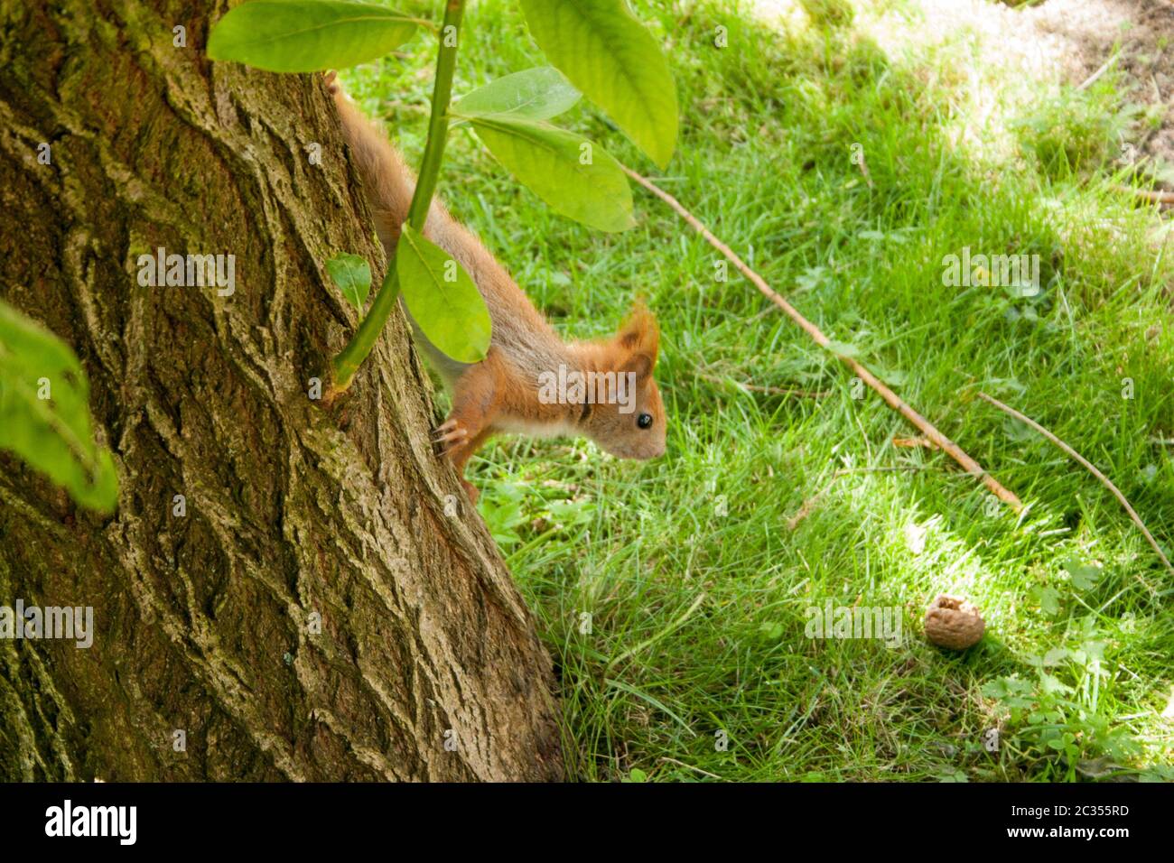 Squirrel gaining for a nut Stock Photo