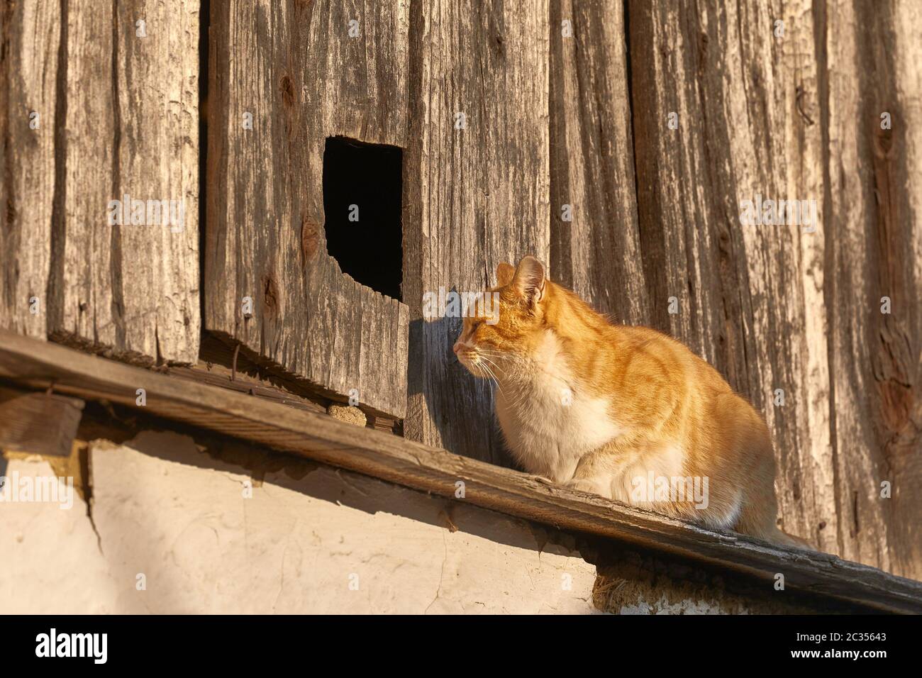 Cat climbing on roof hires stock photography and images Alamy