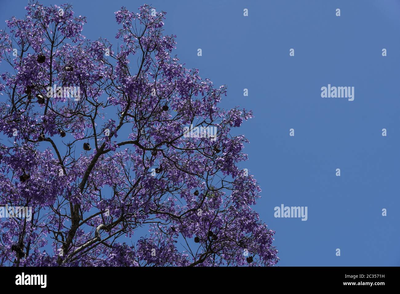 Jacaranda Leaves High Resolution Stock Photography and Images Alamy