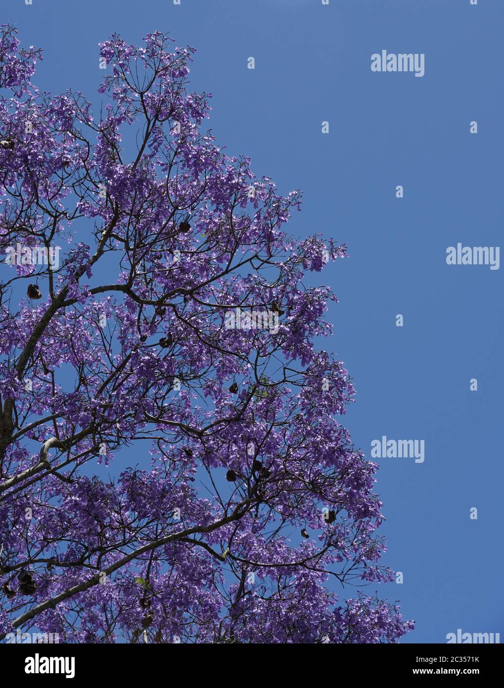 A lovely Jacaranda tree (Jacaranda mimosifolia or acutifolia) bursts into lavender bloom against a bright blue sky.Fills half frame, lots of copyspace Stock Photo