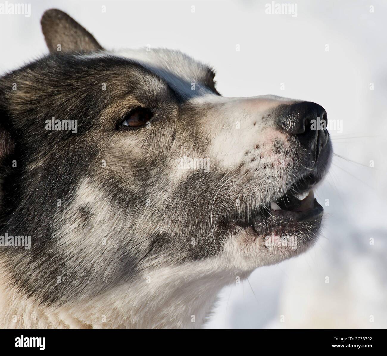 Stock Photography and Images 