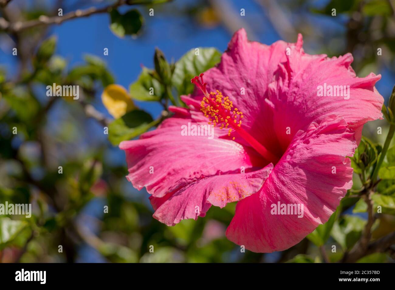 Beautiful Hibiscus with pink flowers from Cape Town in South Africa. Stock Photo