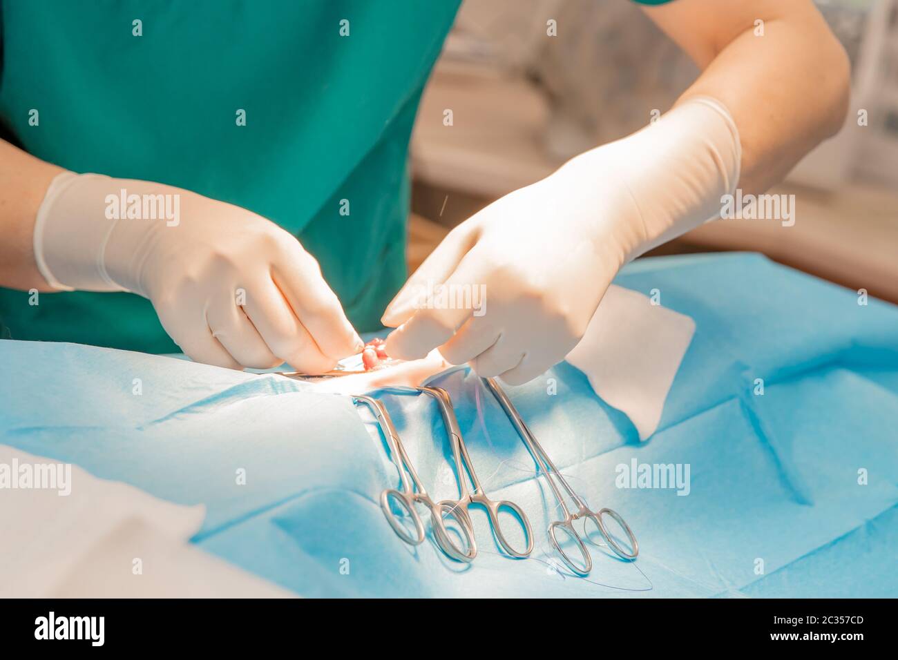 the veterinarian surgeon performs the animal operation on the operating table. Stock Photo