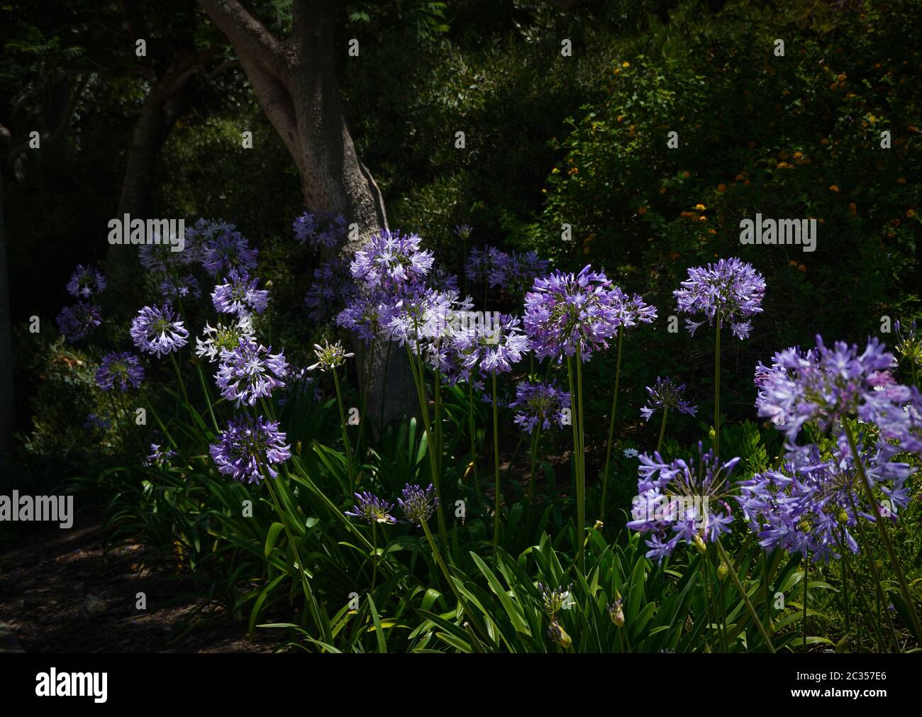 A bed planted with bright blue Agapanthus in bloom in the sunlight, with a tree that is providing dark shade and its trunk in back. Green foliage. Stock Photo