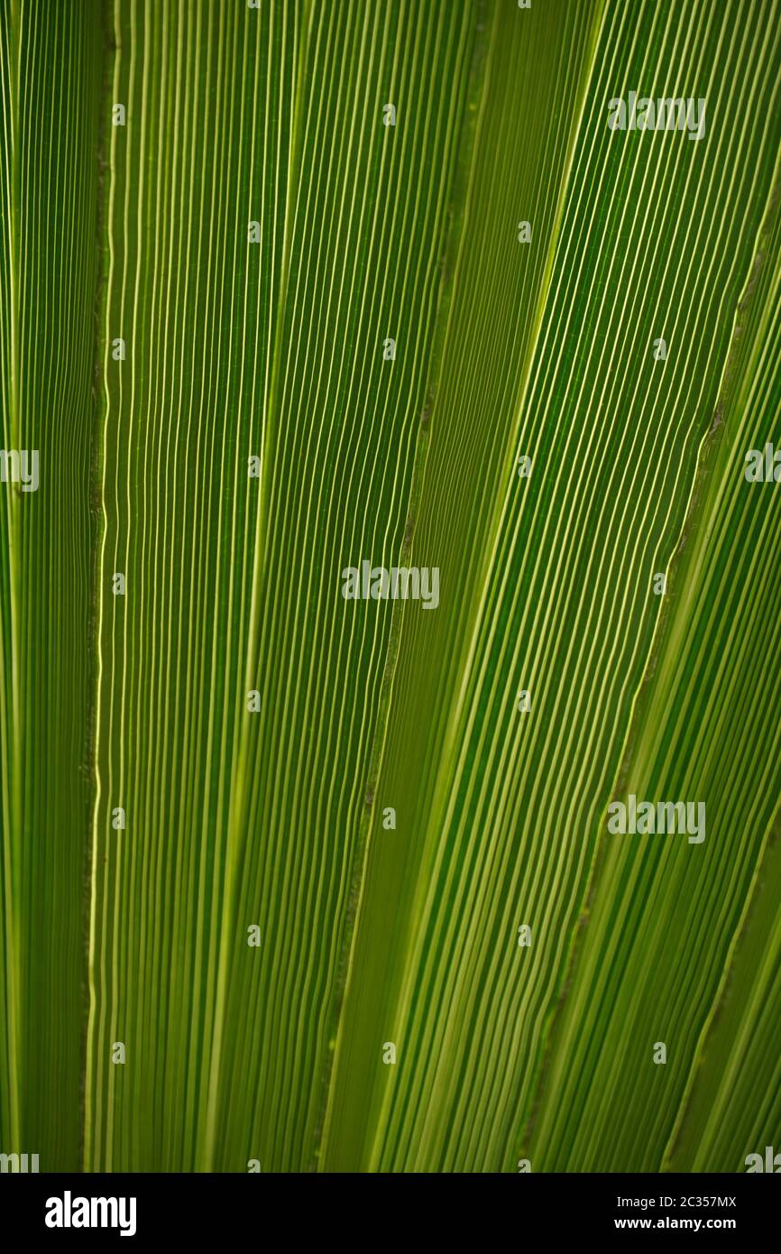 Close up of a portion of a palm frond from beneath the leaf, oriented vertically, for use as background. Green frond, thin striations, sun behind. Stock Photo