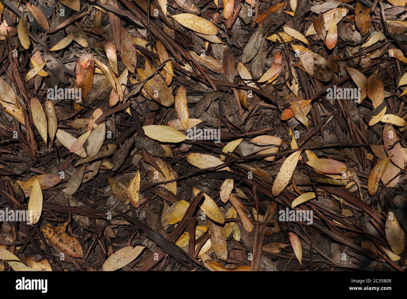 Colorful leaf litter with twigs and bark on the ground in a small woods; yellow and brown predominate. Organic, background, textured surface, fallen. Stock Photo