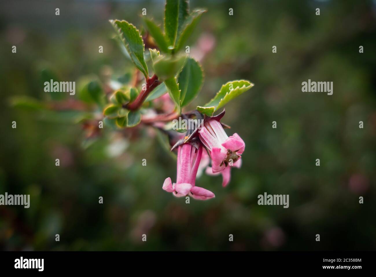 Macro photo of small pink flowers with spiky leaves and red bark on a bush in Torres del Paine National Park in the Patagonia region of Chile Stock Photo