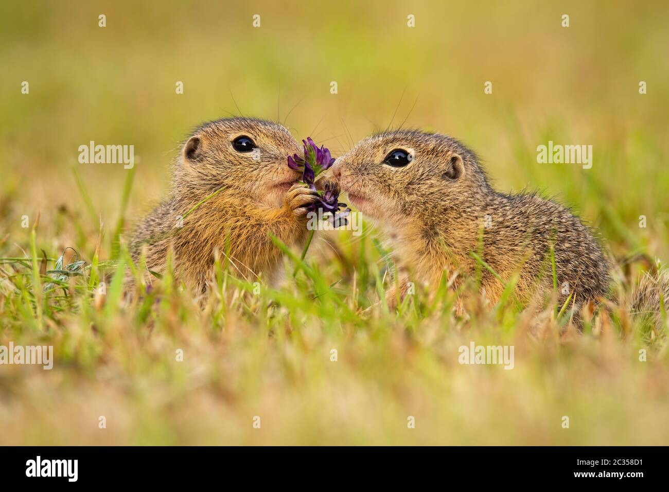 Two european ground squirrel, spermophilus citellus, touching flower on a  meadow in summer nature. Love bond between cute wild animals on grassland.  M Stock Photo - Alamy