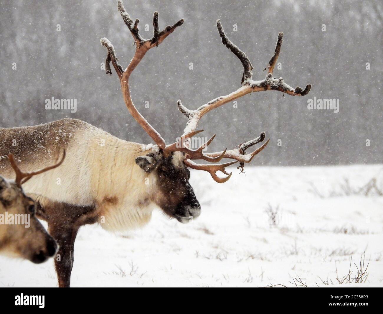 The reindeer (Rangifer tarandus)  is a species of deer (Cervidae) with circumpolar distribution, native to Arctic, sub-Arctic, tundra, boreal, and mou Stock Photo