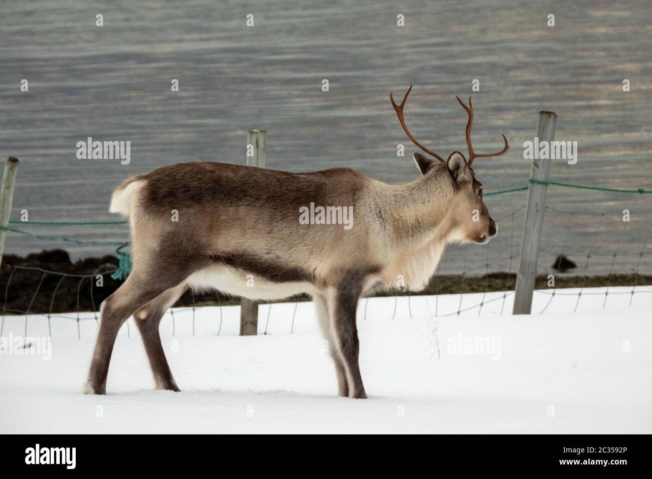 The reindeer (Rangifer tarandus)  is a species of deer (Cervidae) with circumpolar distribution, native to Arctic, sub-Arctic, tundra, boreal, and mou Stock Photo