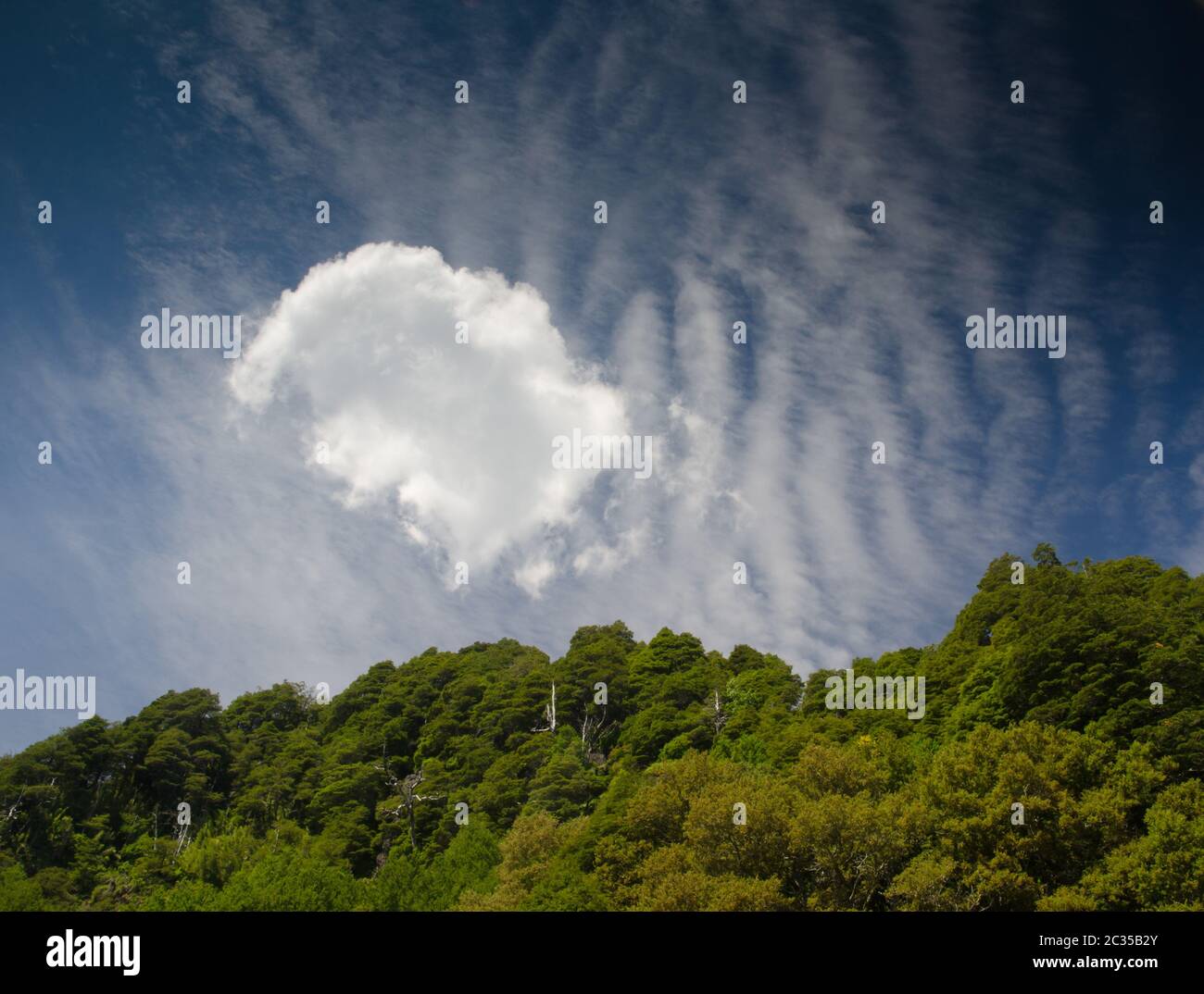 Forest And Clouds Conguillio National Park Araucania Region Chile forest-and-clouds-conguillio-national-park-araucania-region-chile