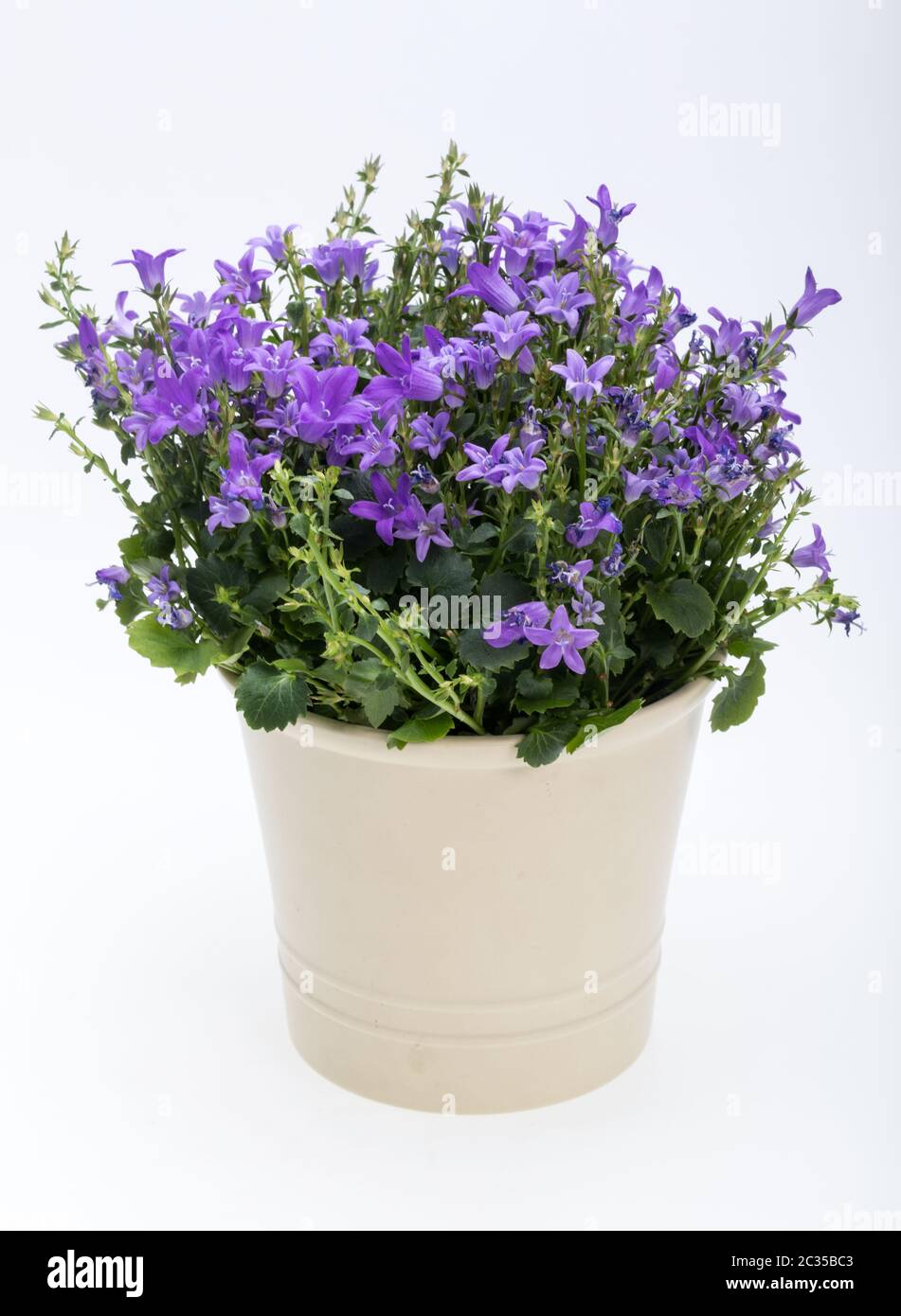 Beautiful vivid purple spring flower bush Dalmatian bellflower (Campanula portenschlagiana) Stock Photo