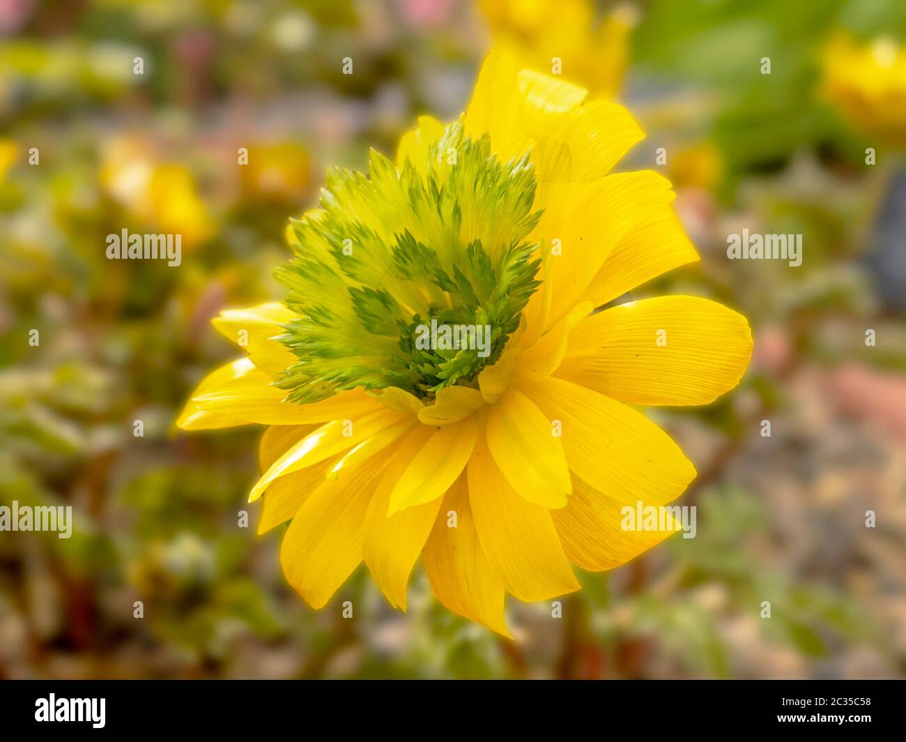 Closeup of a yellow and green flower of Adonis amurensis Hanazono in a garden Stock Photo
