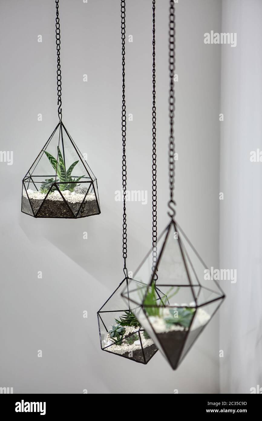 Hanging plants indoor hires stock photography and images Alamy
