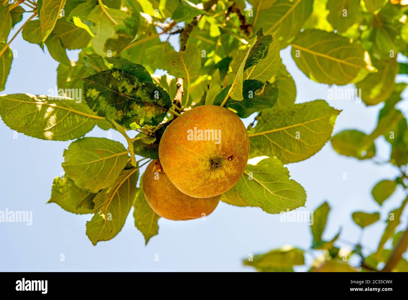 apples on a tree in summertime Stock Photo - Alamy