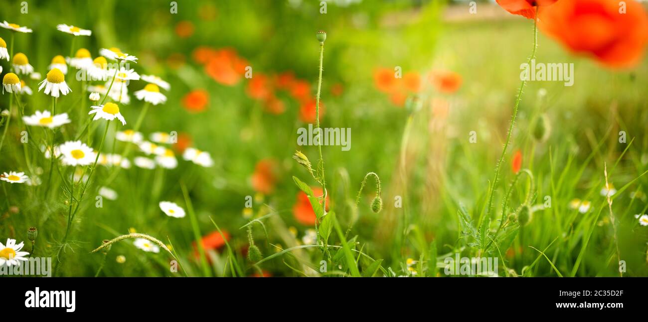 Daisies and poppies on sunny spring meadow. Horizontal close-up with short  deep of focus. Natur background concept for leisure and ecology with space  Stock Photo - Alamy