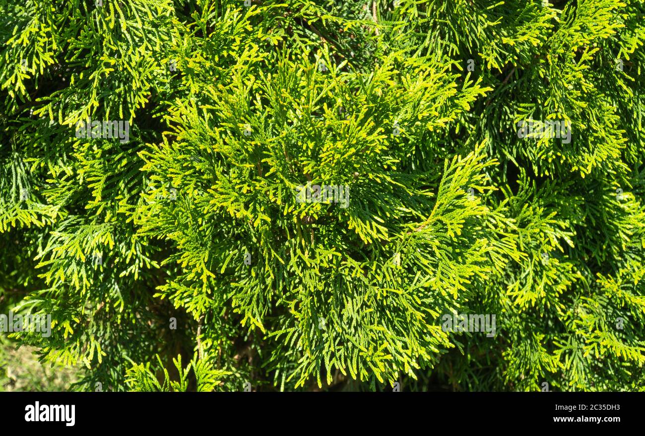 Thuja occidentalis. green thuja tree branches close up. selective focus. Stock Photo