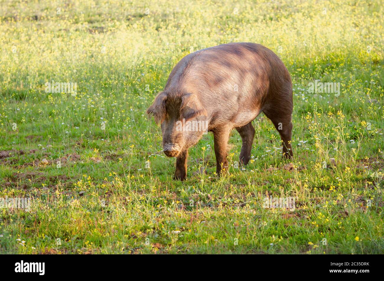 Extremadura spain pig hires stock photography and images Alamy
