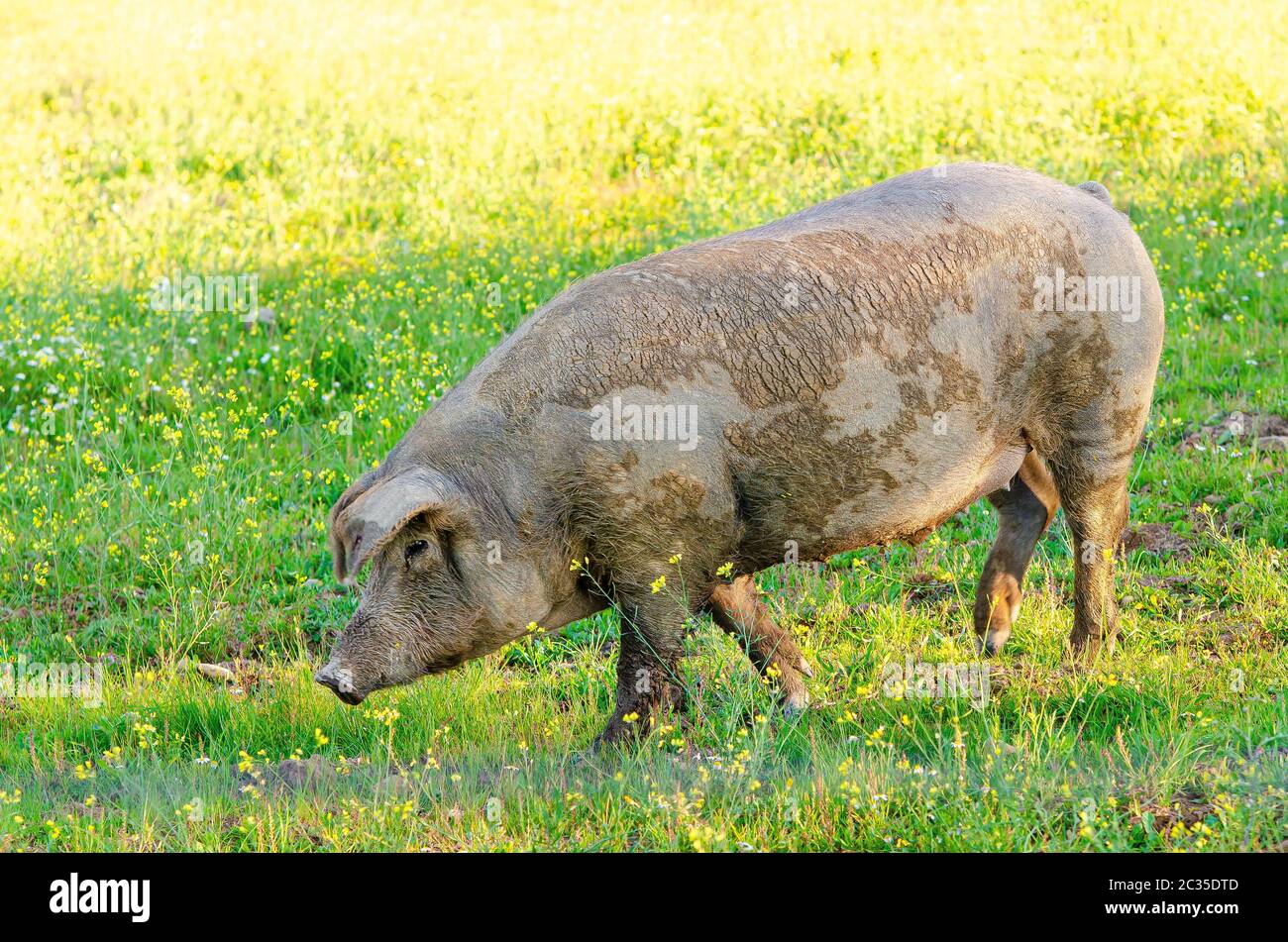 Black iberian breed pig hires stock photography and images Alamy