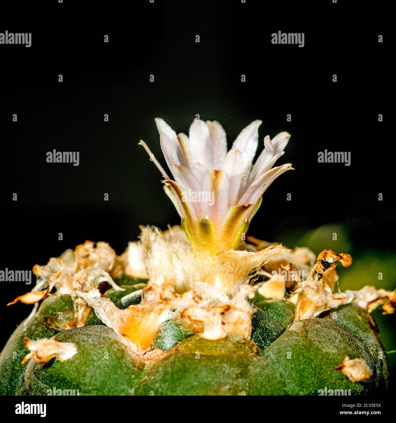 peyote, ritual cactus Stock Photo