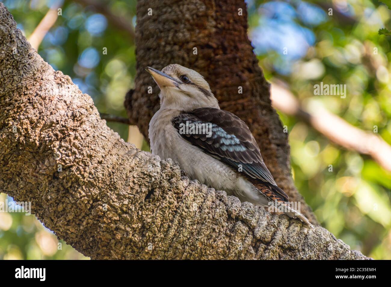 Australian Laughing Kookaburra in a Banksia Tree at Koala Shores, Lemon Tree Passage in Port Stephens, NSW, Australia. Stock Photo