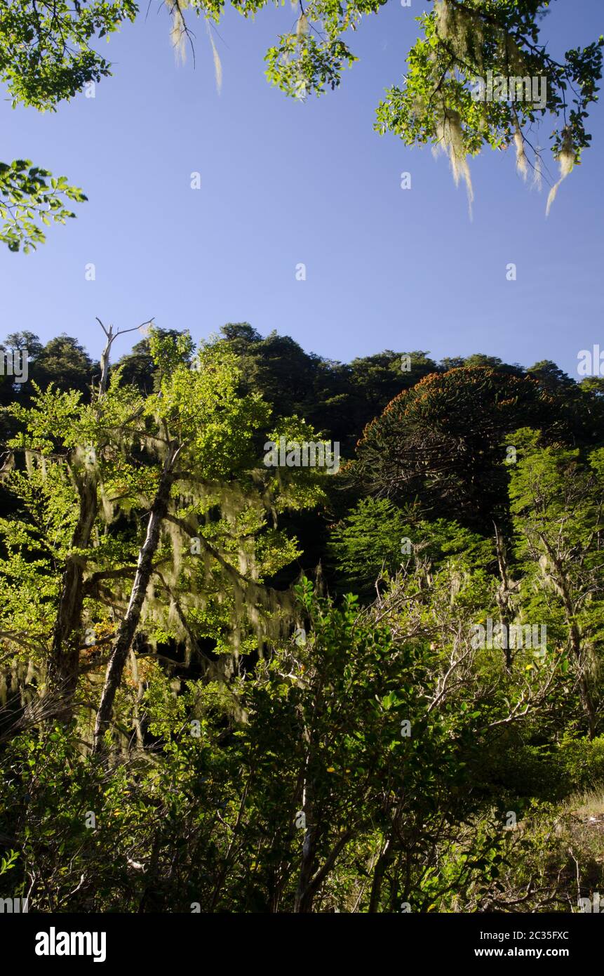 Forest with Dombey's beech Nothofagus dombeyi and monkey puzzle tree Araucaria araucana. Conguillio National Park. Araucania Region. Chile. Stock Photo