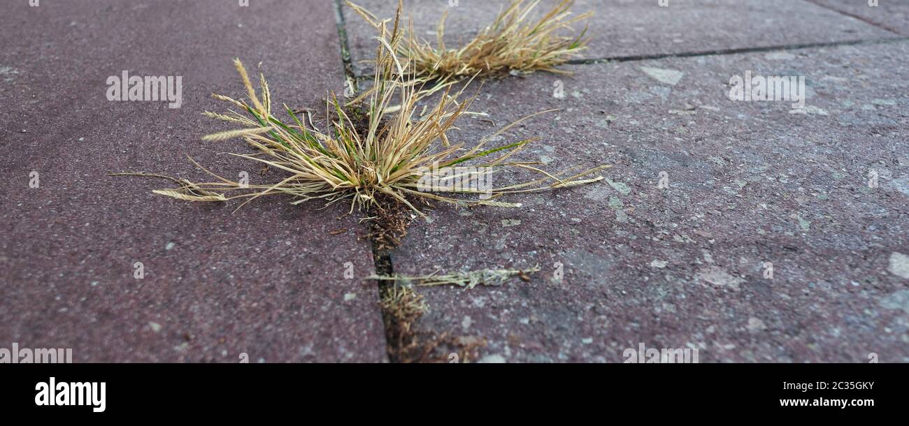 grass growing amidst the concrete pavement slabs Stock Photo Alamy