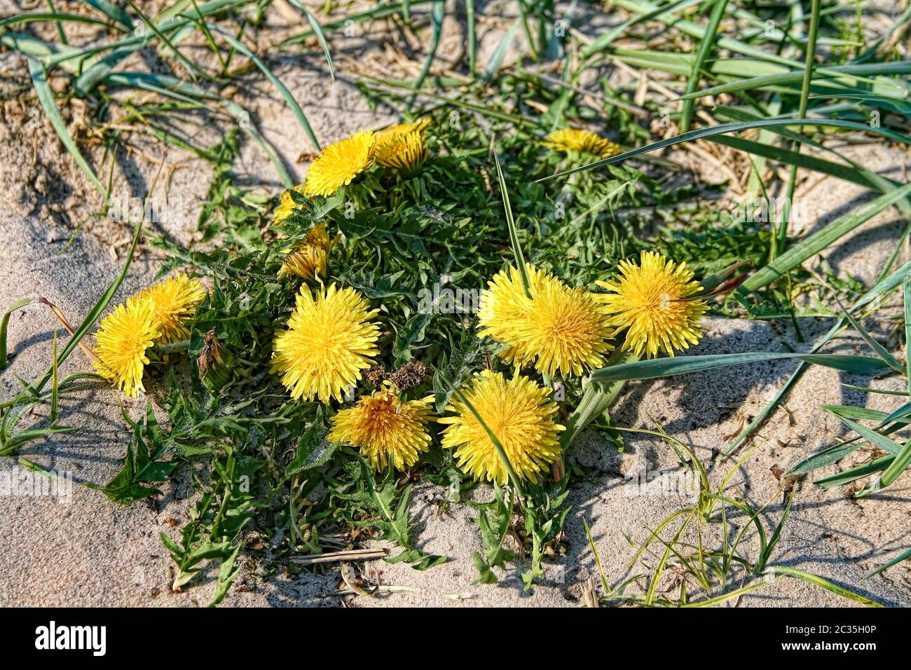 Gelbe distel hi-res stock photography and images - Alamy