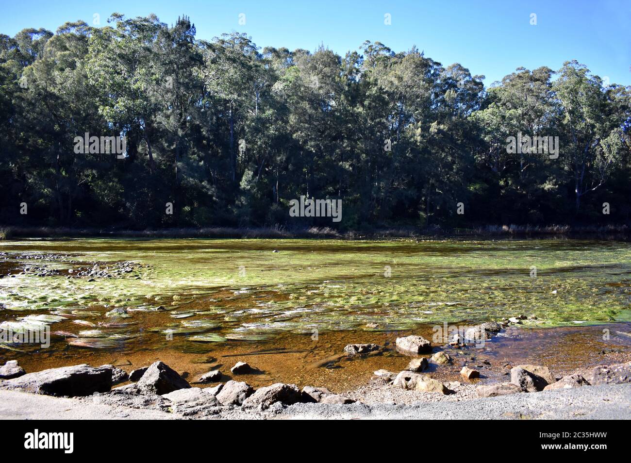 Australian summer weed hi-res stock photography and images - Alamy