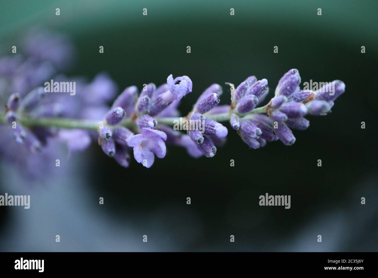 fragrant purple blossoms of lavender (Lavandula angustifolia) Stock Photo