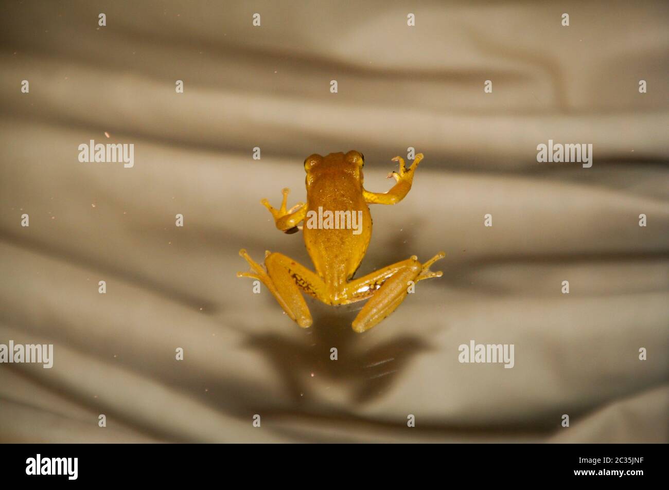 View of a Cuban tree frog on a glass pane Stock Photo